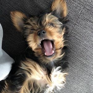 Meet your Posher, Mia